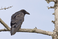 Corvus brachyrhynchos